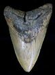 Bargain Megalodon Tooth - North Carolina #18377-1